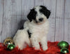 F1B Mini Sheepadoodle For Sale Wooster, OH Female- Riley
