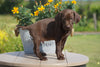 AKC Registered German Shorthaired Pointer For Sale Millersburg OH Male- Mason