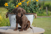 AKC Registered German Shorthaired Pointer For Sale Millersburg OH Female- Lily