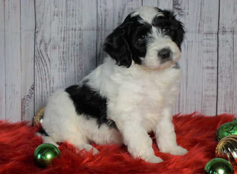 F1B Mini Sheepadoodle For Sale Wooster, OH Male- Cooper