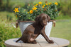 AKC Registered German Shorthaired Pointer For Sale Millersburg OH Female- Lily