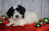 F1B Mini Sheepadoodle For Sale Wooster, OH Male- Cooper