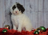 F1B Mini Sheepadoodle For Sale Wooster, OH Female- Lexi