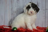 F1B Mini Sheepadoodle For Sale Wooster, OH Female- Lexi