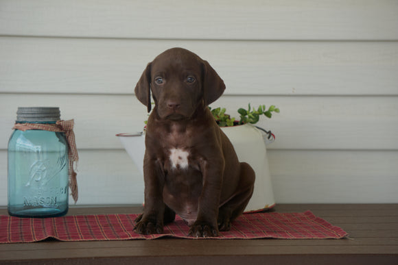 AKC Registered German Shorthaired Pointer For Sale Millersburg OH Male- Cooper