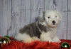 F1 Medium Sheepadoodle For Sale Wooster, OH Female- Lilly