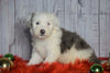 F1 Medium Sheepadoodle For Sale Wooster, OH Female- Lilly