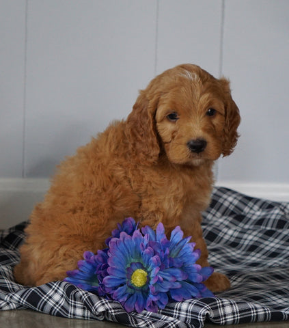 Mini F1B Labradoodle For Sale Millersburg, OH Male- Hardy