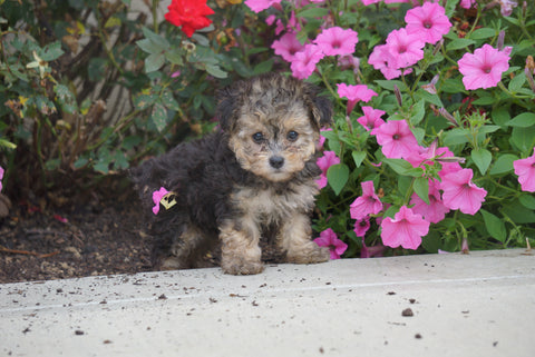 Yorkipoo For Sale Dundee OH Female- Tiny
