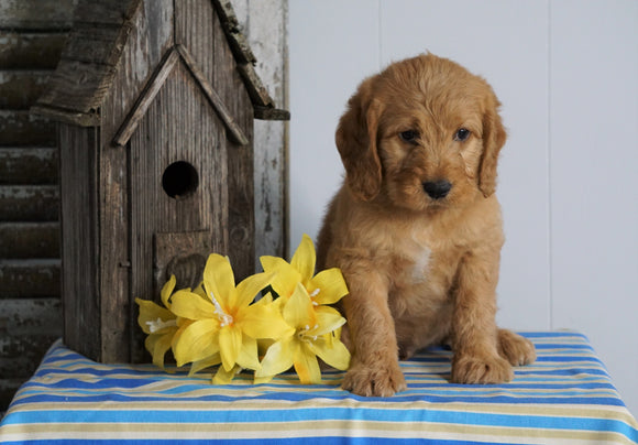 Mini F1B Labradoodle For Sale Millersburg, OH Male- Ho-Ho