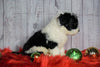 F1 Medium Sheepdoodle For Sale Wooster, OH Male- Ranger