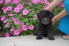 Yorkiepoo For Sale Dundee OH Male- Theo