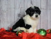 F1 Medium Sheepdoodle For Sale Wooster, OH Male- Ranger