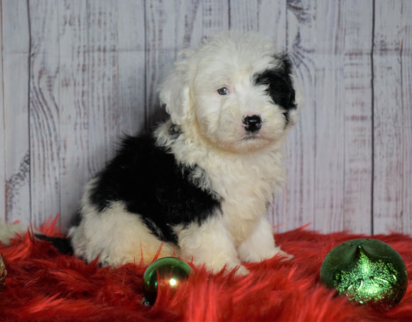 F1 Medium Sheepadoodle For Sale Wooster, OH Male- Shadow