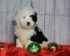 F1 Medium Sheepadoodle For Sale Wooster, OH Male- Shadow