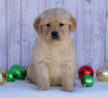 AKC Registered Golden Retriever For Sale Fredericksburg, OH Male- Bozo