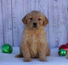 AKC Registered Golden Retriever For Sale Fredericksburg, OH Male- Buddy