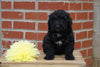 Mini Bernedoodle For sale Fredericksburg OH Male- Rover