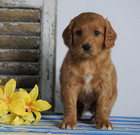 Mini F1B Labradoodle For Sale Millersburg, OH Male- Harley