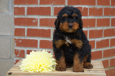 Mini Bernedoodle For Sale Fredericksburg OH Male- Rowdy