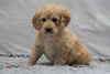 F1B Mini Labradoodle For Sale Fresno, OH Male- Buddy