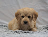 F1B Mini Labradoodle For Sale Fresno, OH Male- Buddy