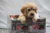 F1B Mini Labradoodle For Sale Fresno, OH Male- Buddy