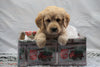 F1B Mini Labradoodle For Sale Fresno, OH Male- Buddy