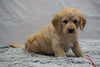 F1B Mini Labradoodle For Sale Fresno, OH Male- Buddy