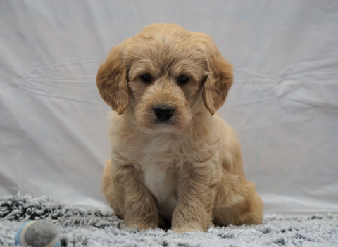 F1B Mini Labradoodle For Sale Fresno, OH Male- Buddy