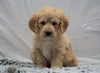 F1B Mini Labradoodle For Sale Fresno, OH Male- Buddy