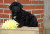 Mini Bernedoodle for Sale Fredericksburg OH Female- Rosie