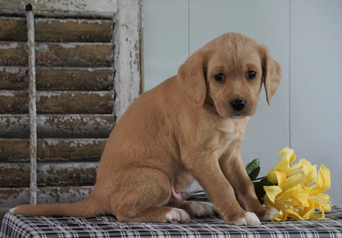 Mini F1B Labradoodle For Sale Millersburg, OH Male- Henry