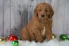 Mini Goldendoodle For Sale Millersburg, OH Male- Ollie