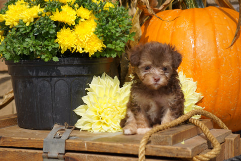 AKC Registered Havanese For Sale Fredericksburg OH Male- Perry