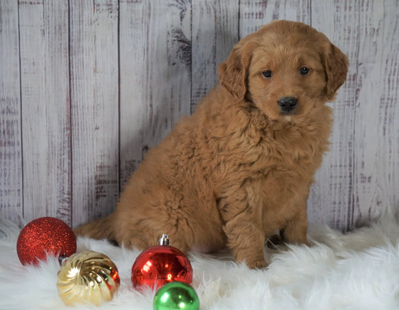 Mini Goldendoodle For Sale Millersburg, OH Female- Lucy