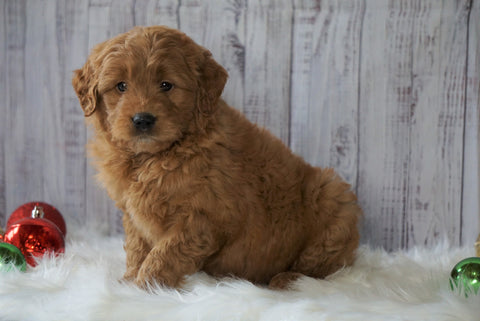 Mini Goldendoodle For Sale Millersburg, OH Male- Boomer