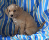Mini F1B Labradoodle For Sale Millersburg, OH Male- Henry