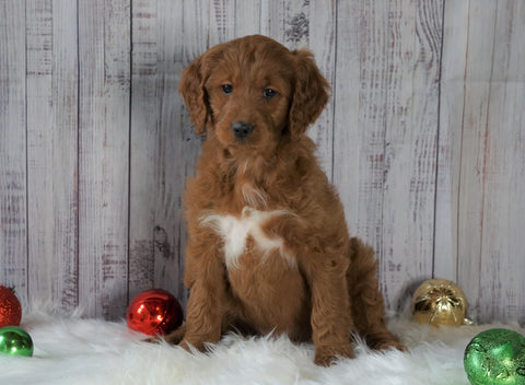 Mini Goldendoodle For Sale Millersburg, OH Female- Sadie