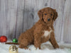 Mini Goldendoodle For Sale Millersburg, OH Female- Sadie