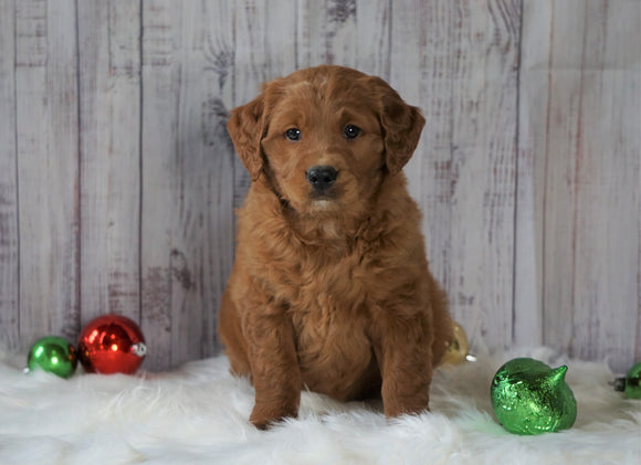 Mini Goldendoodle For Sale Millersburg, OH Male- Chase