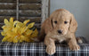 Mini F1B Labradoodle For Sale Millersburg, OH Male- Harry