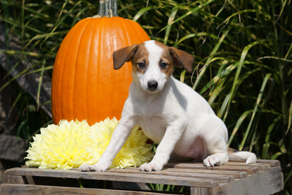 Jack Russel Terrier Mix For Sale Fredericksburg OH Female- Sammy
