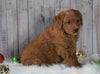 Mini Goldendoodle For Sale Millersburg, OH Male- Chase