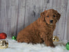 Mini Goldendoodle For Sale Millersburg, OH Male- Chase