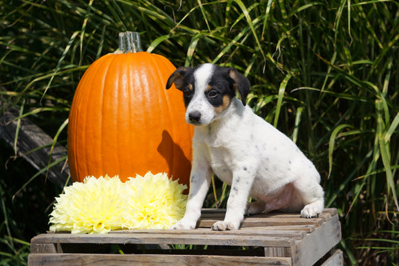 Jack Russel Terrier Mix For Sale Fredericksburg OH Male- Sailor