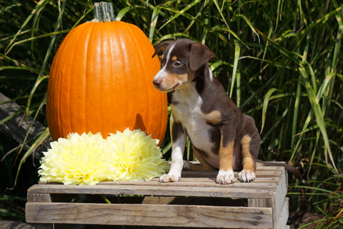 Jack Russel Terrier Mix For Sale Fredericksburg OH Female- Sasha