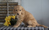 Mini F1B Labradoodle For Sale Millersburg, OH Male- Harry
