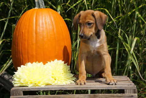 Jack Russel Terrier Mix For Sale Fredericksburg OH Male -Scottie