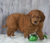 Mini Goldendoodle For Sale Millersburg, OH Female- Oakley